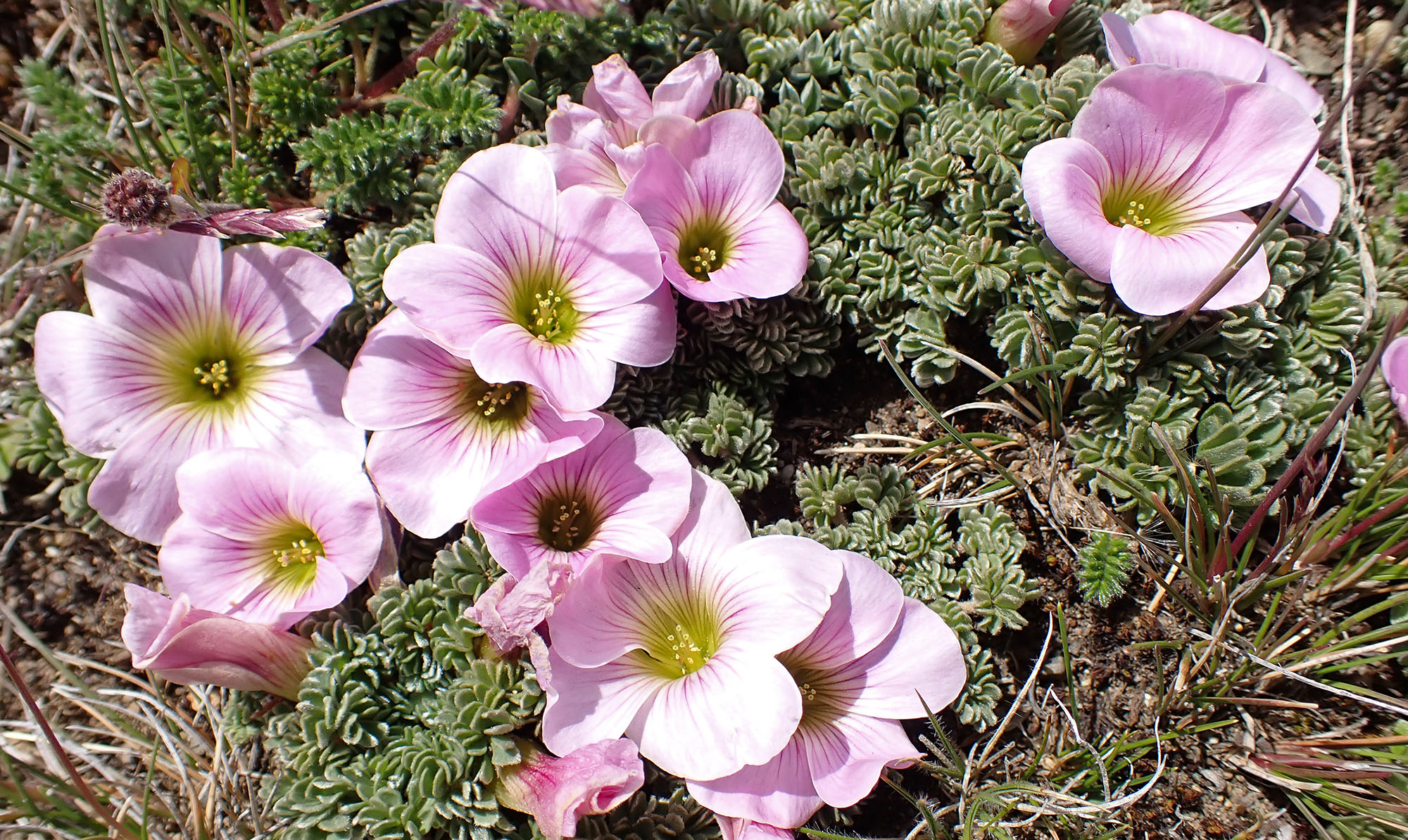 oxalis-enneaphylla-woodsorrel-scurvygrass-patagonia-