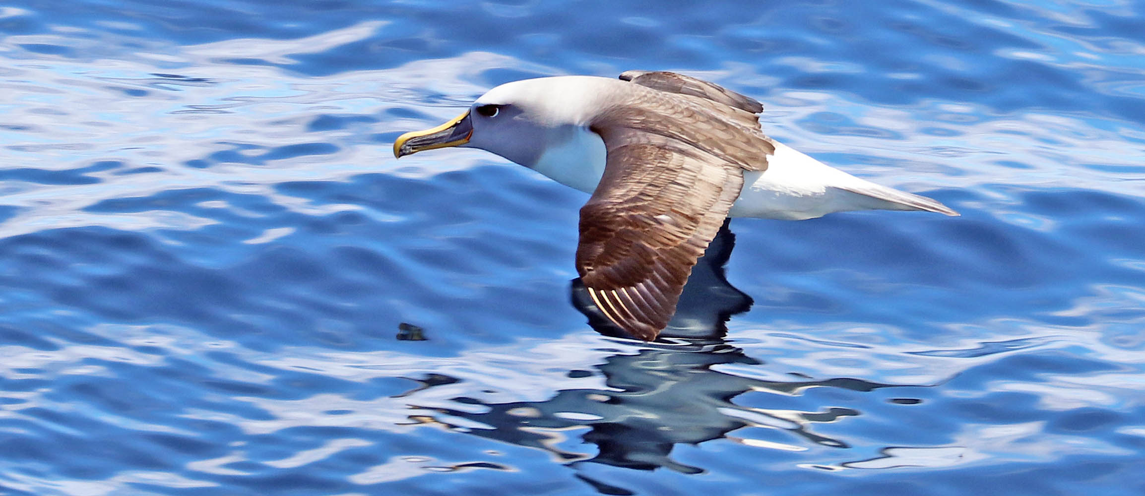 albatross-grey-headed-tasmania