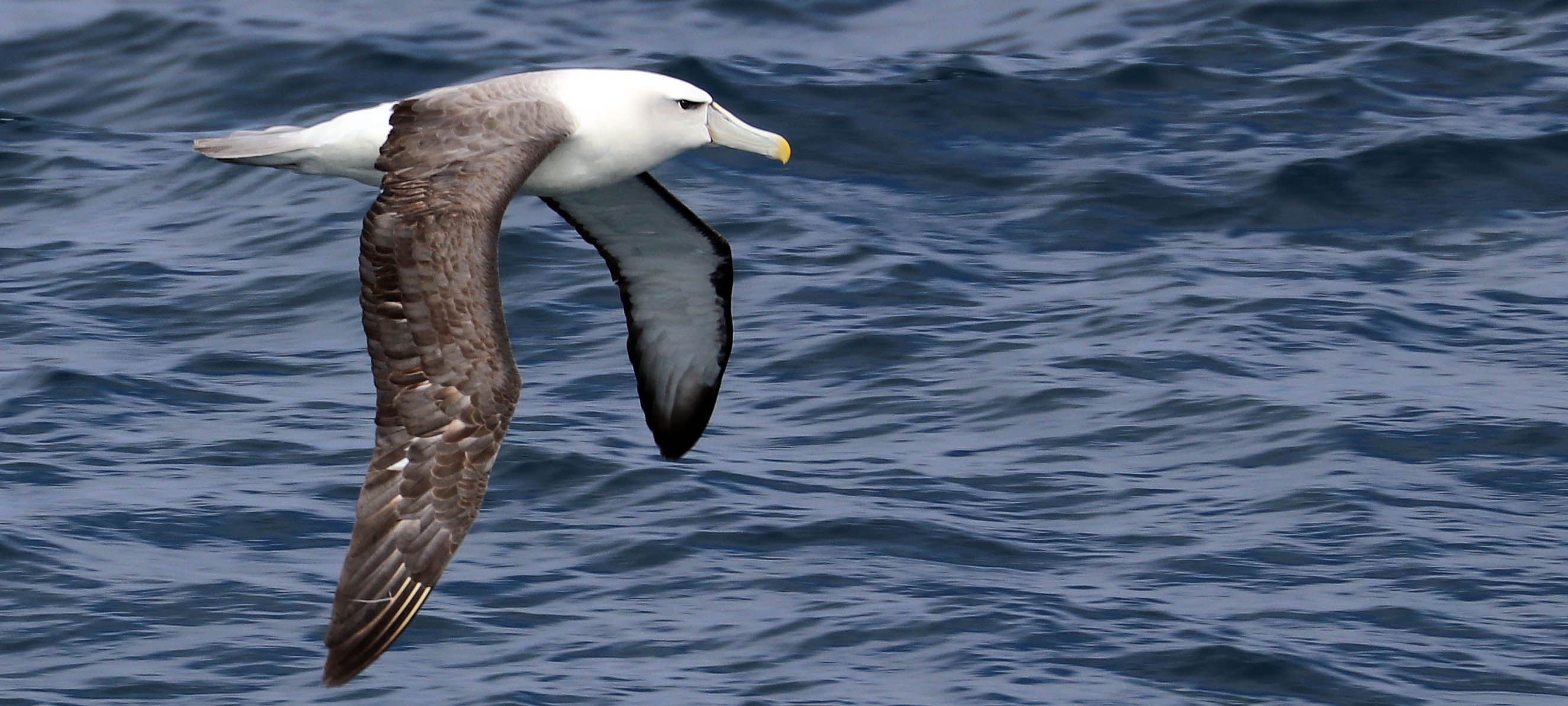 albatross-shy-tasmania-south-west
