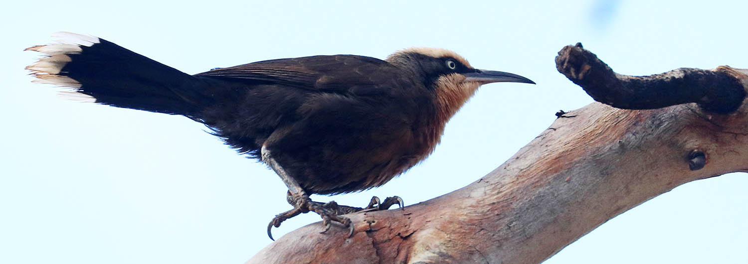 babbler-grey-crowned-millstream