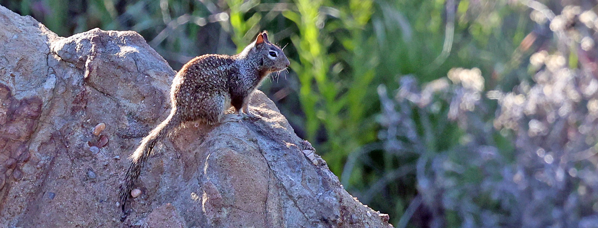 california-ground-squirrel-topanga-