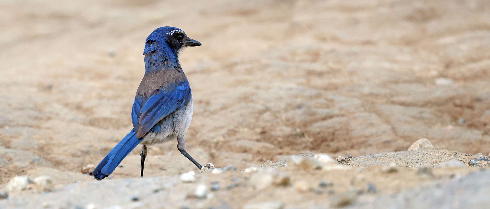 california-scrub-jay-topanga