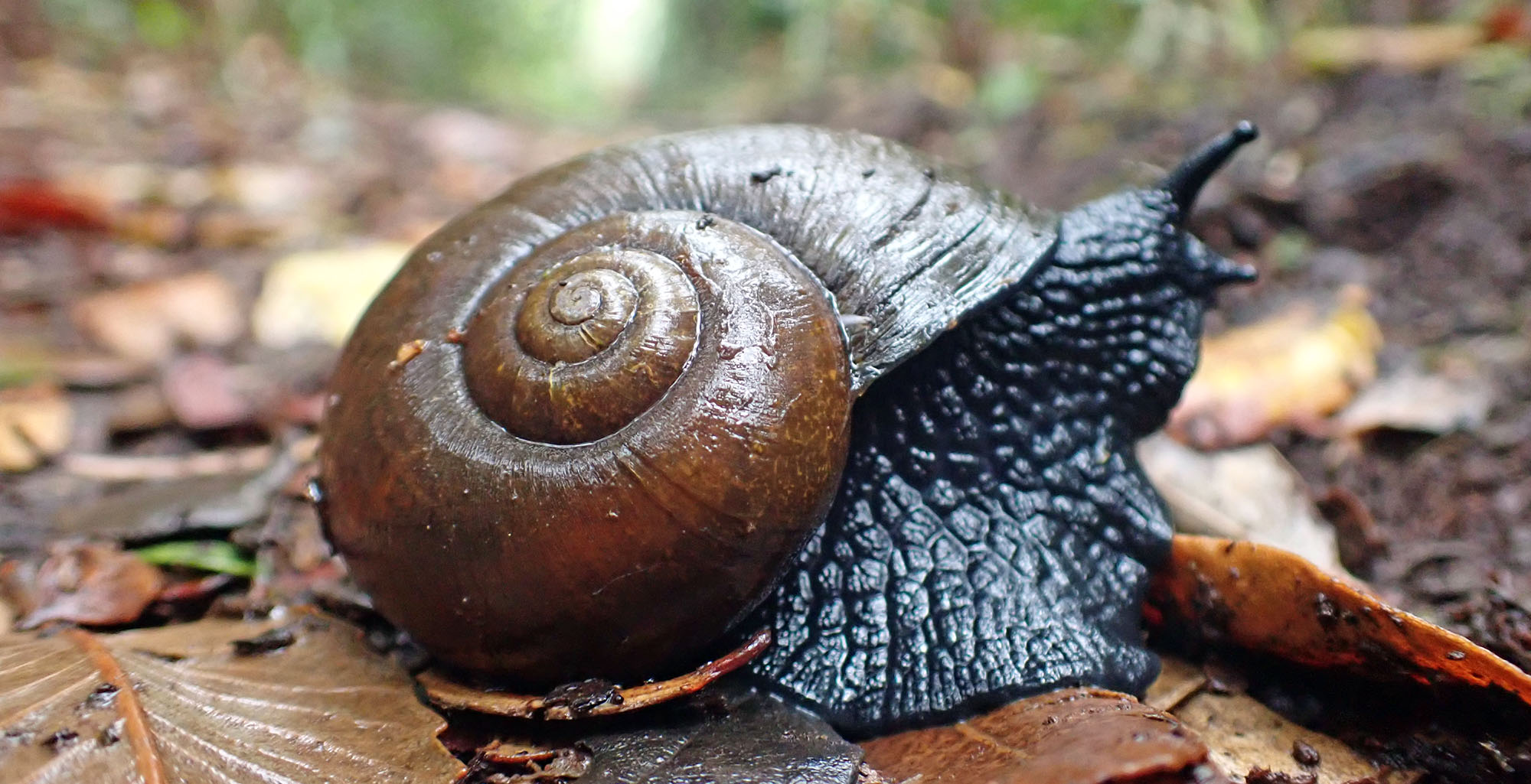 chilean-black-snail-Macrocyclis-peruvianus-valdivia-