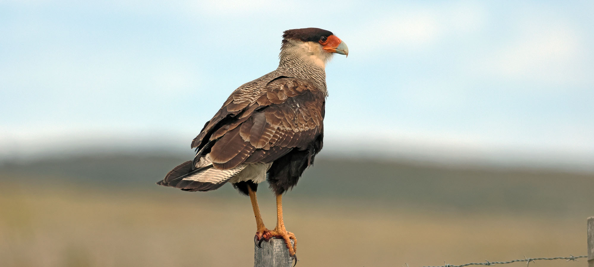 crested-caracara-patagonia-