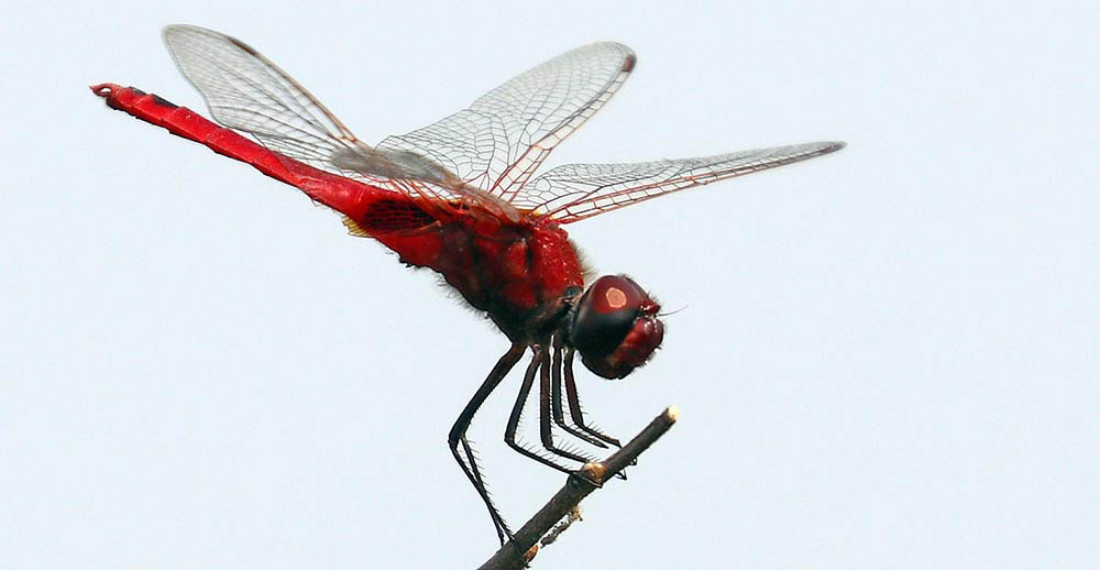 dragonfly-prek-toal