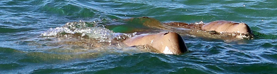 dugongs-shark-bay