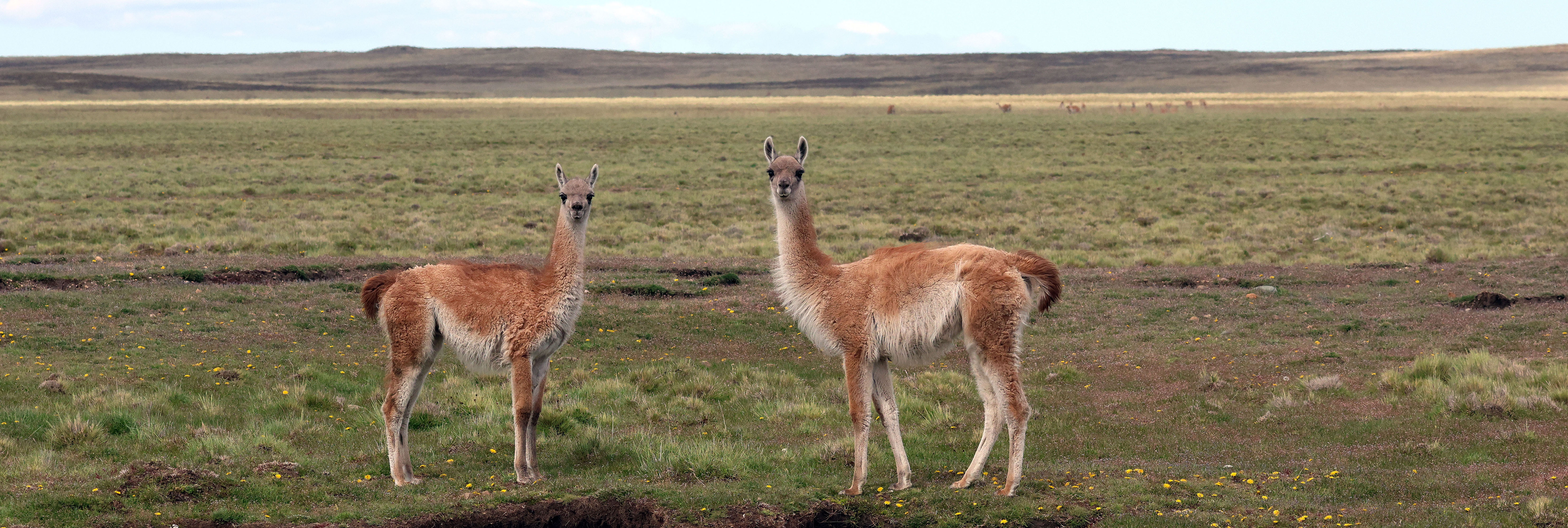 guanaco-patagonia-