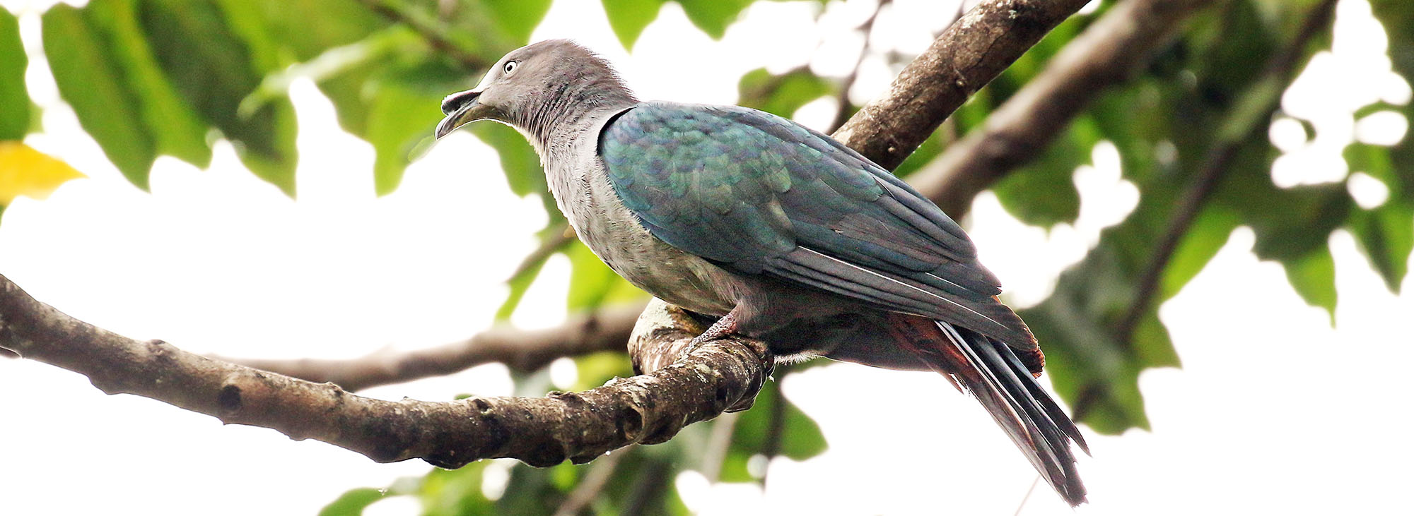imperial-pigeon-marguesas-