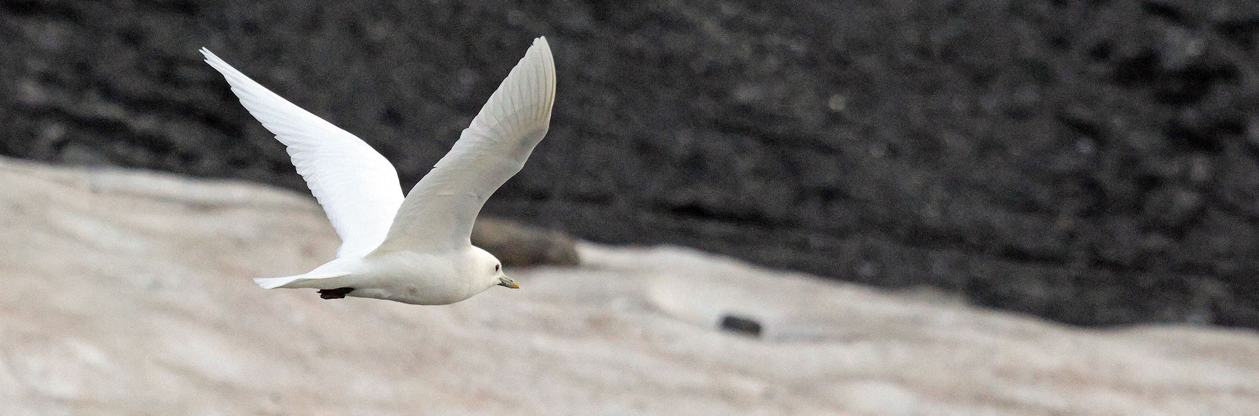 ivory-gull