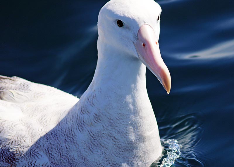 kaikoura-albatross-close-up