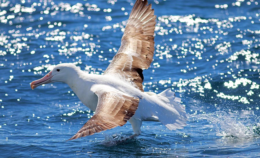 kaikoura-albatross-take-off
