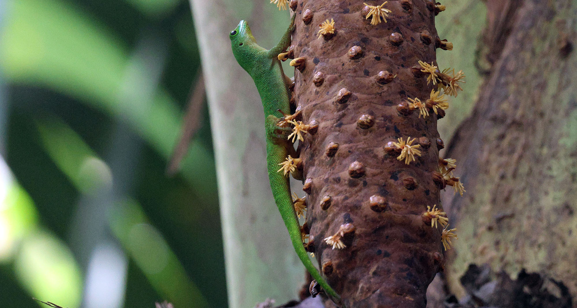 la-digue-day-gecko-vallee-de-mer-