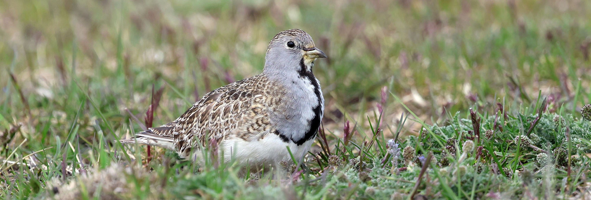 least-seedsnipe-patagonia-