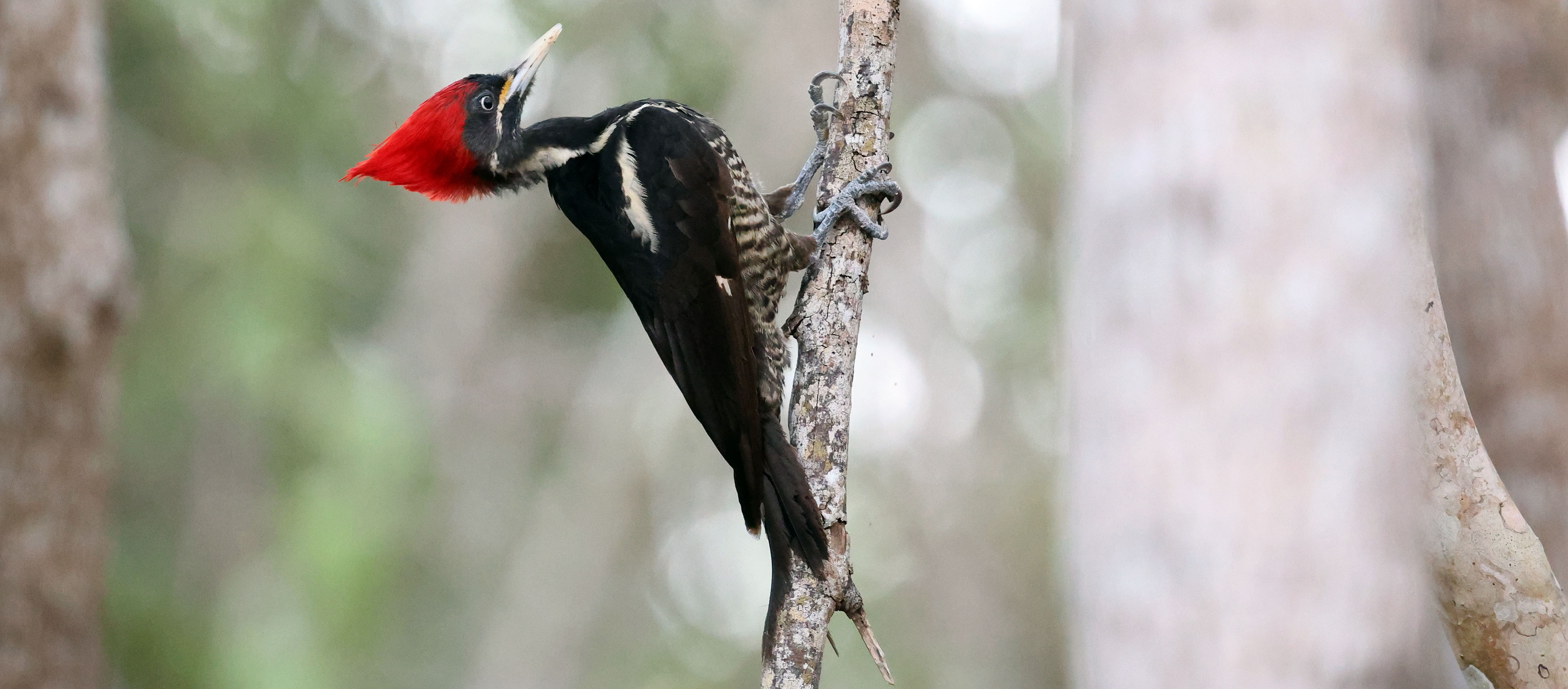 lineated-woodpecker-muyil