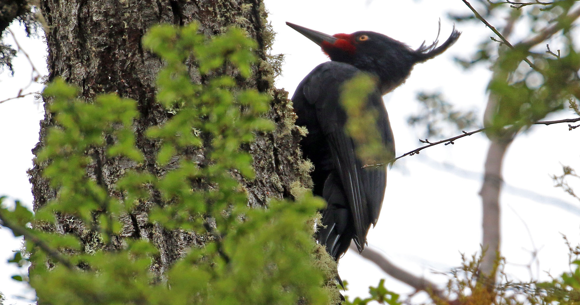 magellanic-woodpecker-port-williams