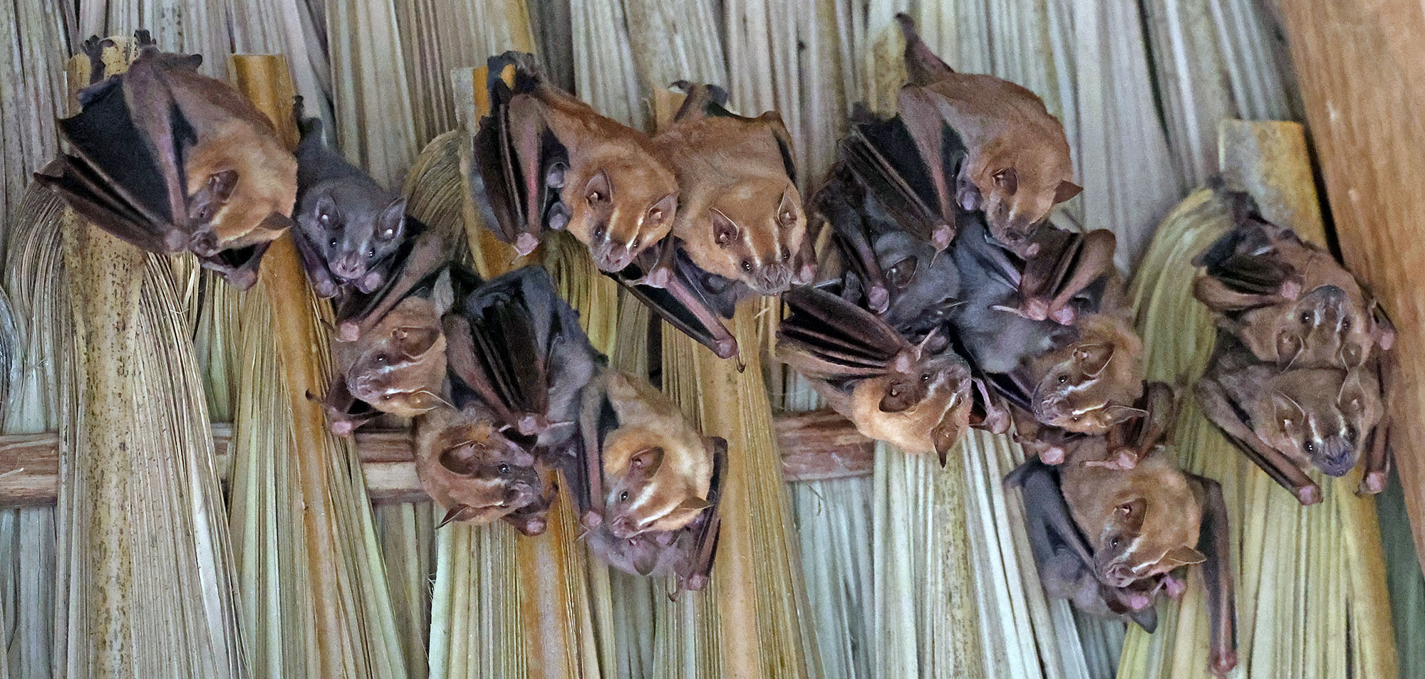 fruit-bat-neotropical-muyil