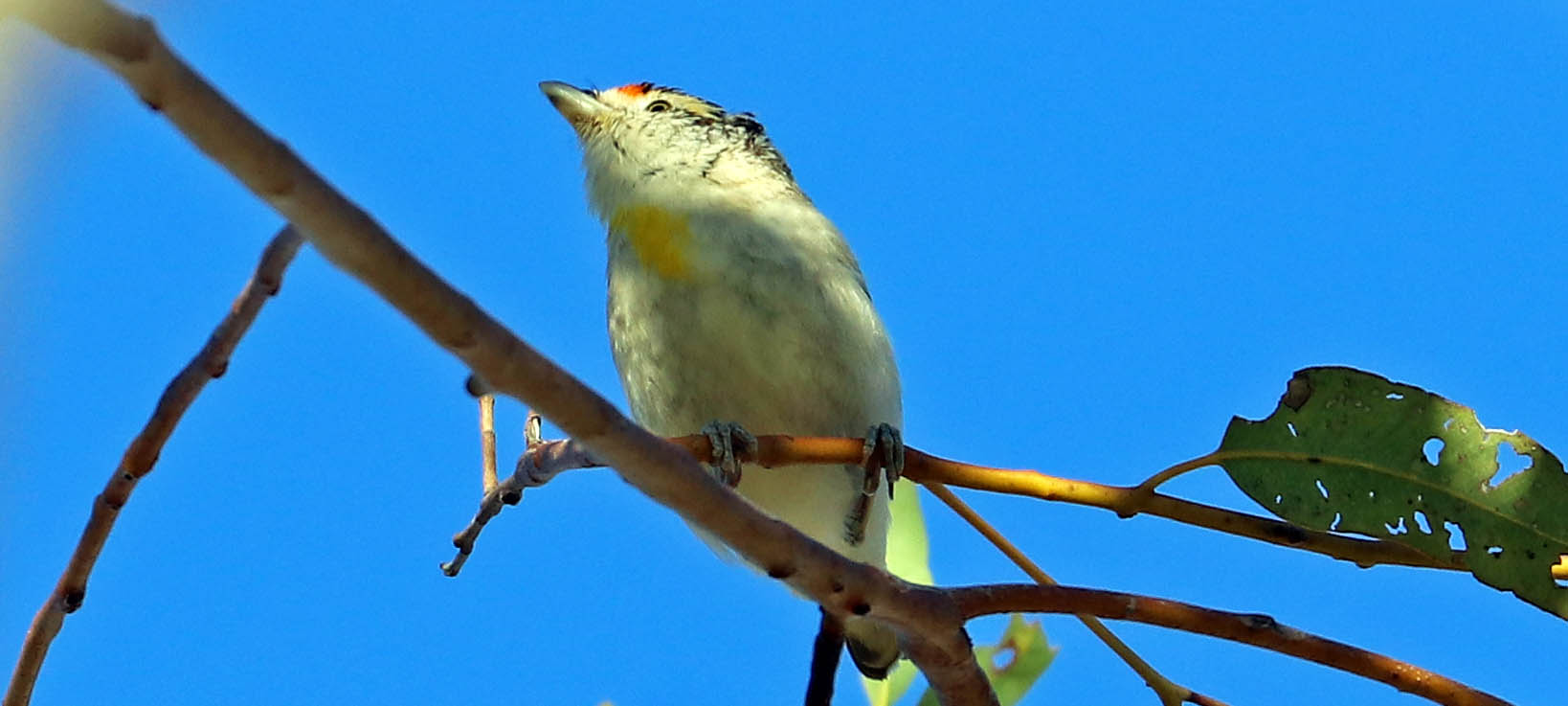 paradalote-red-browed-bladensberg