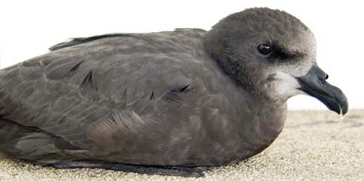petrel-grey-faced-mercury-NZ