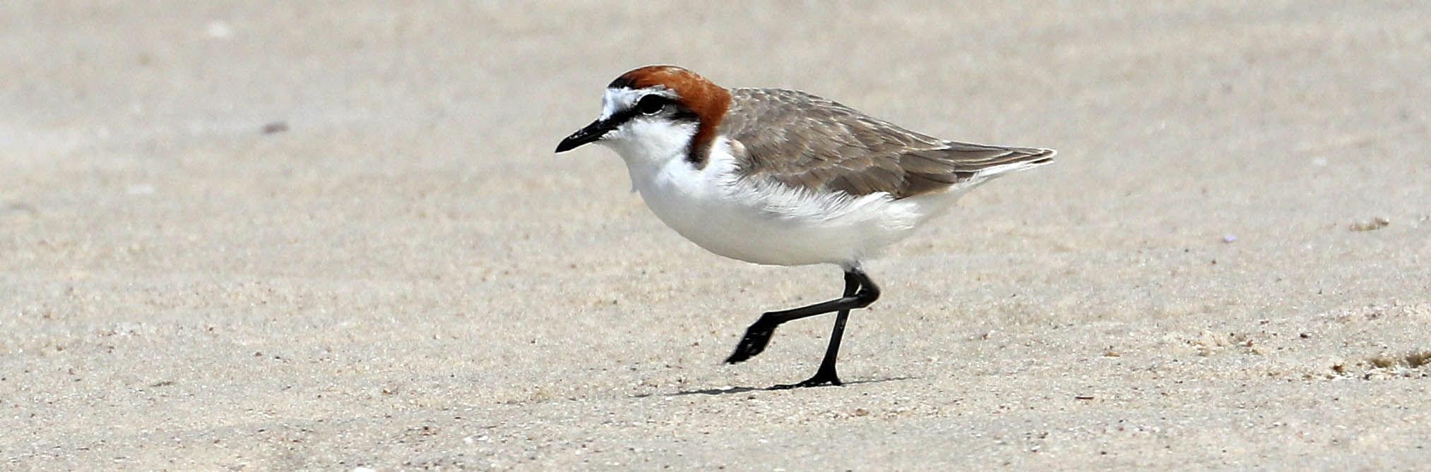 plover-red-capped-south-australia