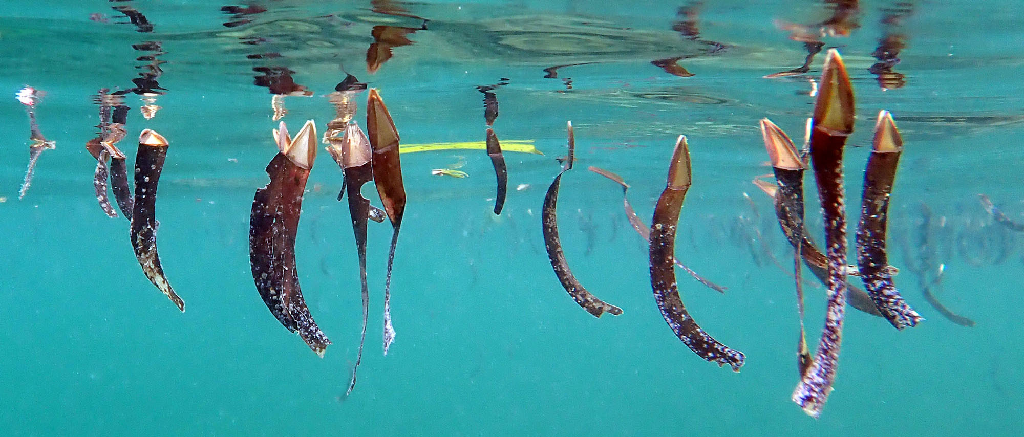 sea-grass-floating-