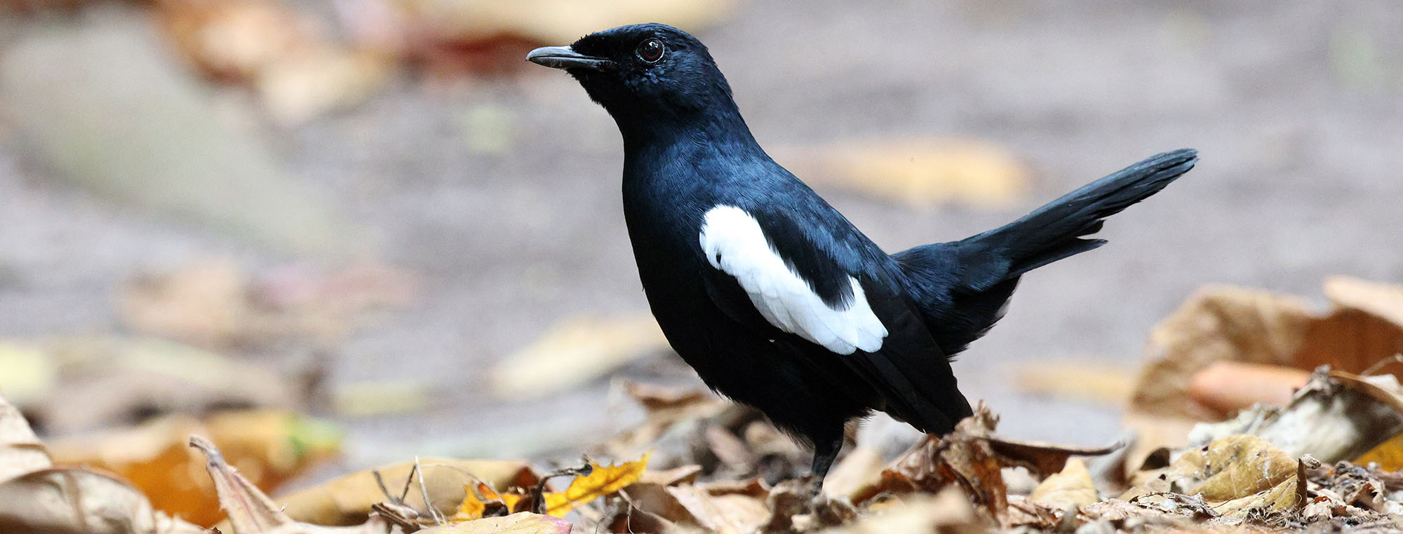 seychelles-magpie-robin-aride