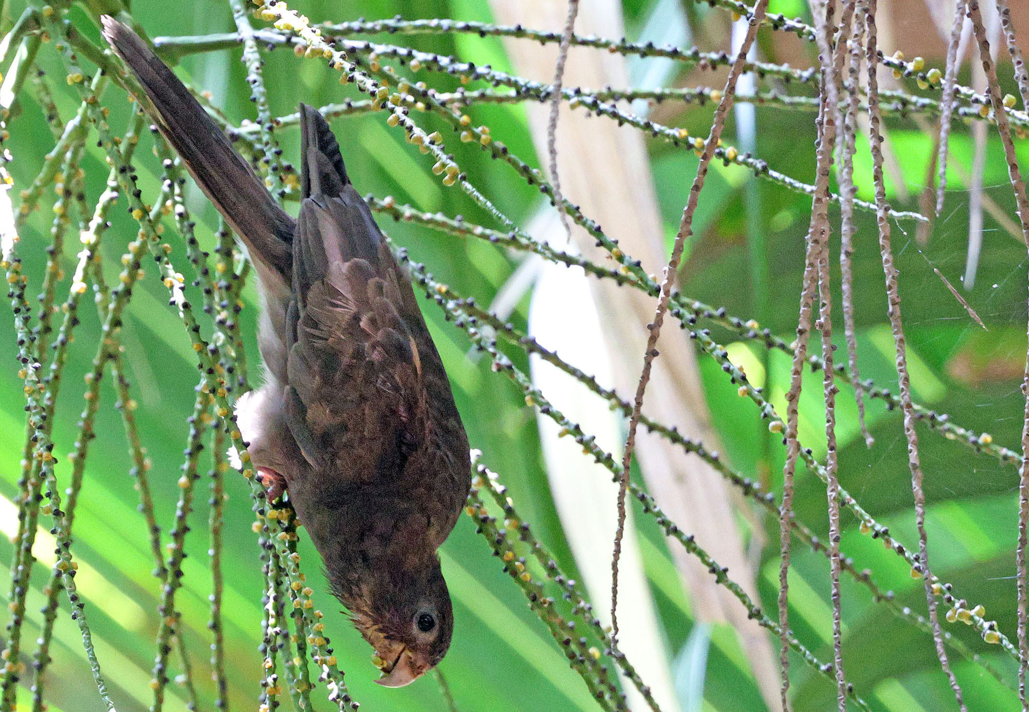 seychelles-parrot-vallee-de-mai-