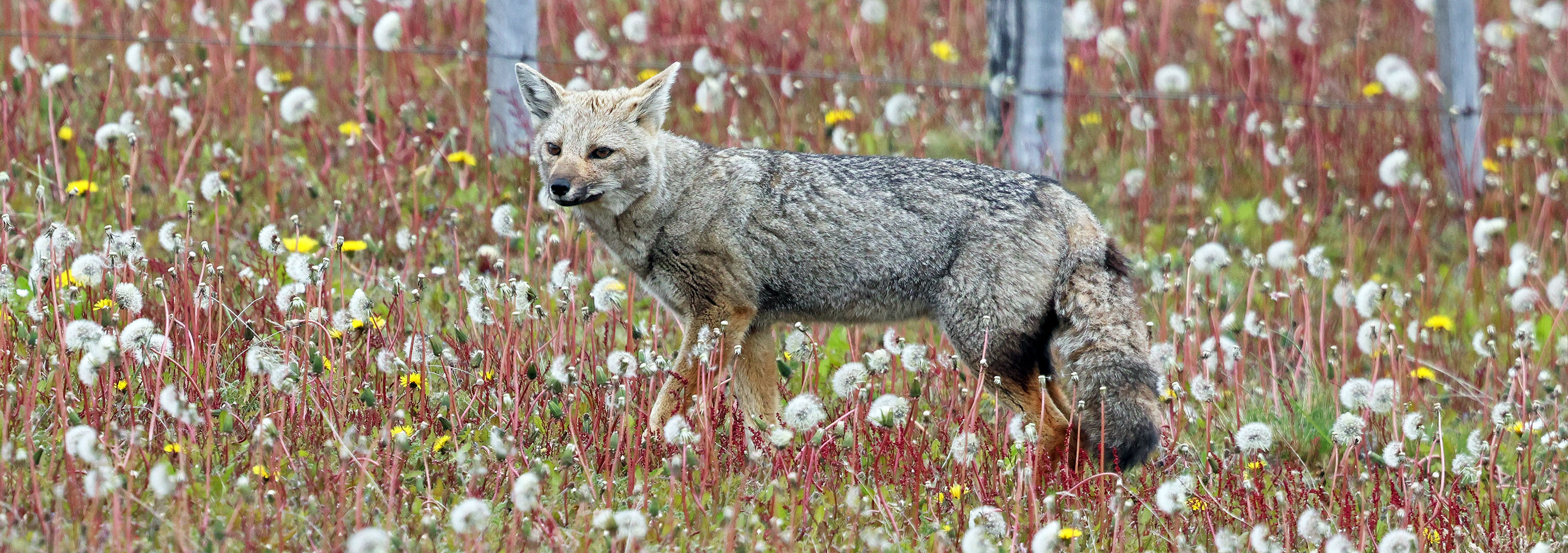 south-american-grey-fox-patagonia-