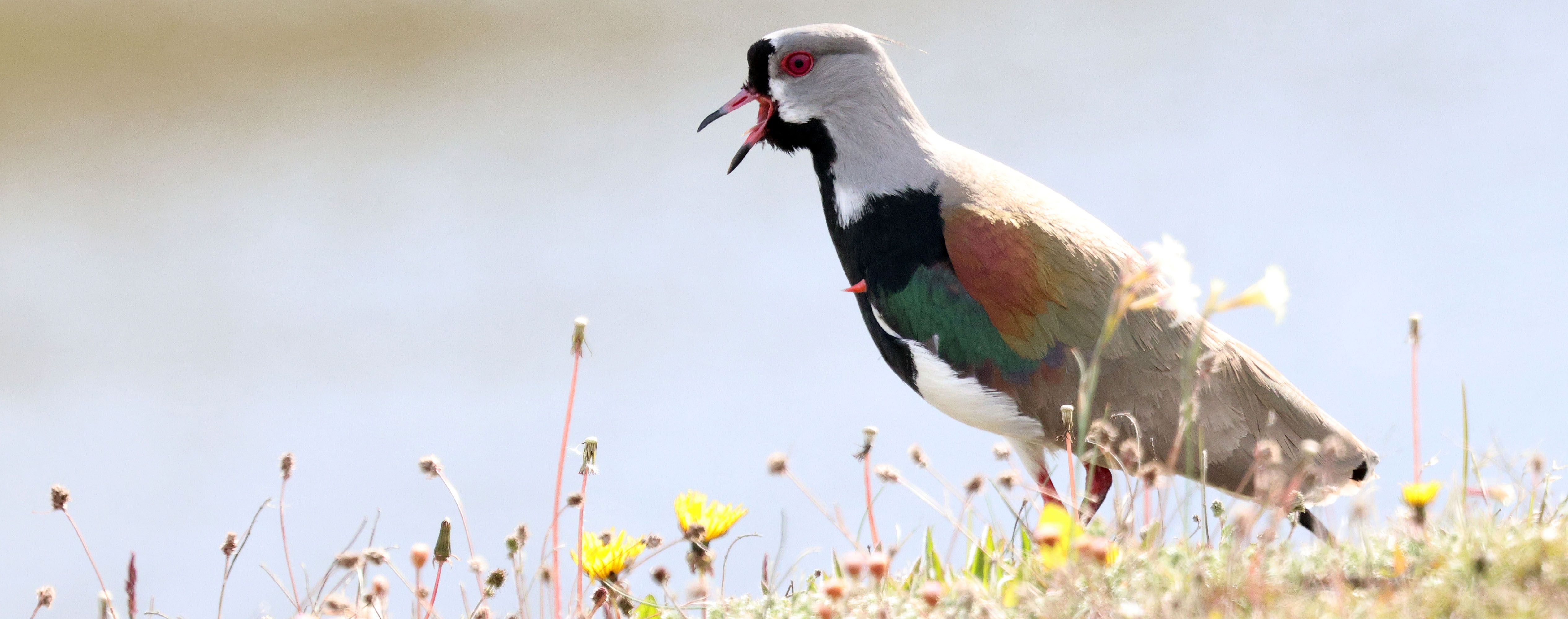 southern-lapwing-punta-arenas-Estancia-Río-Penitente-