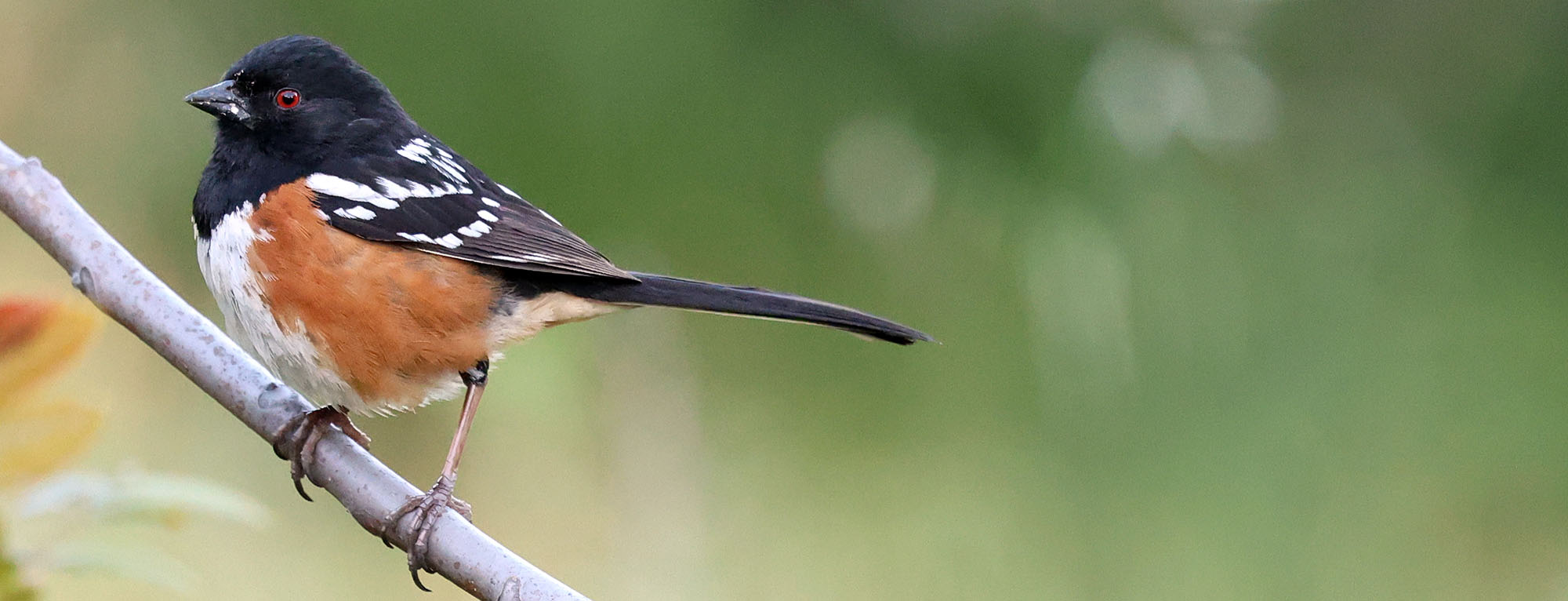 spotted-towhee-topanga-