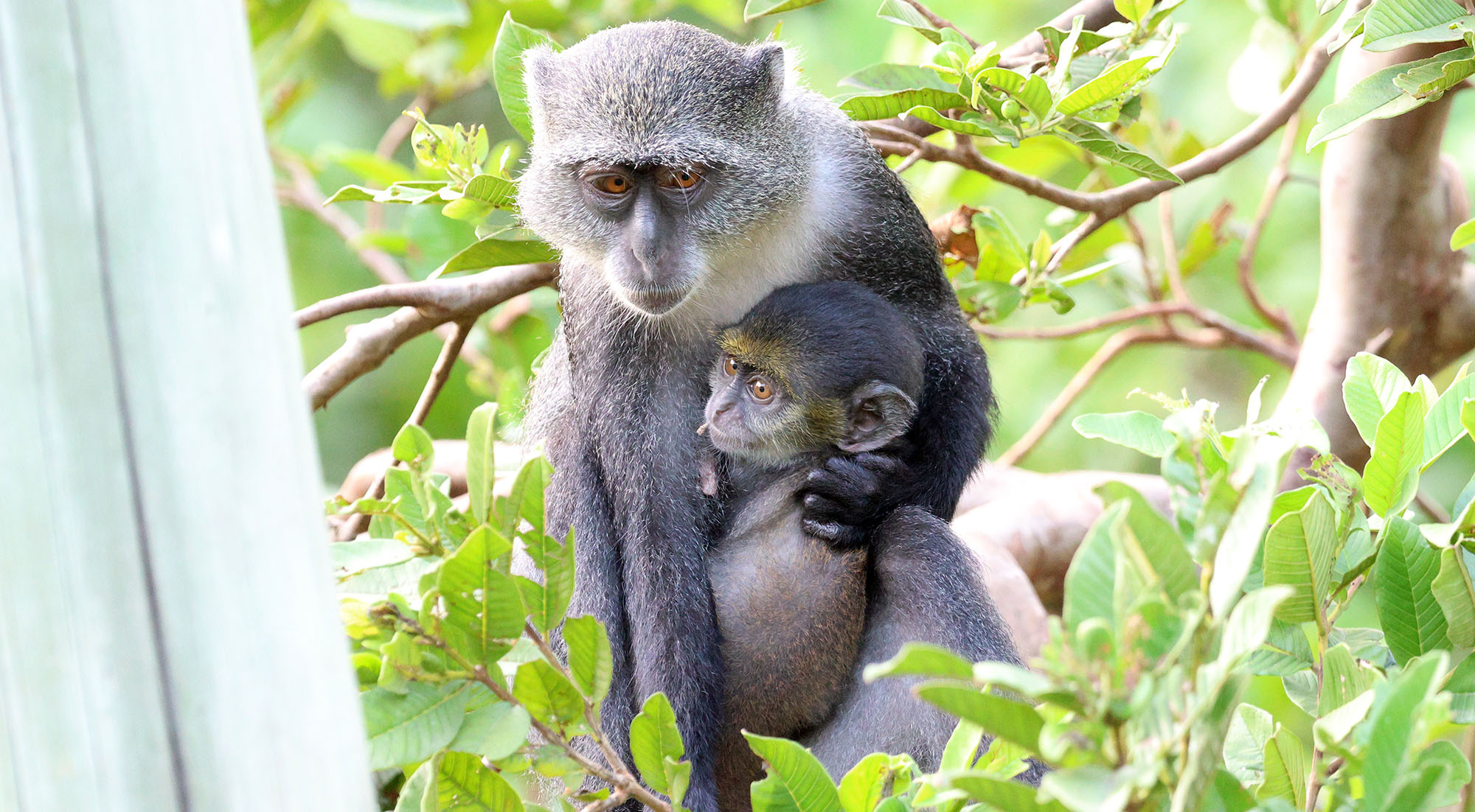 sykes-blue-monkey-zanzibar-