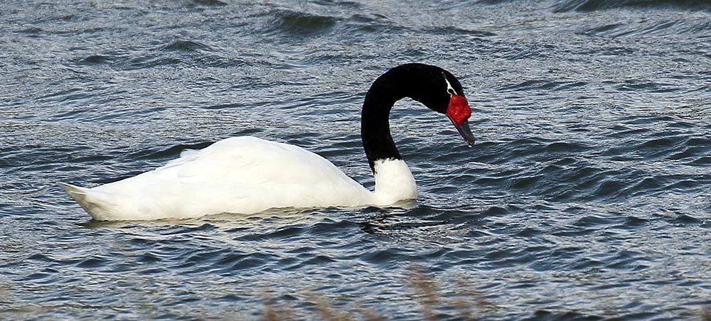 Black-necked Swan (image by Damon Ramsey)