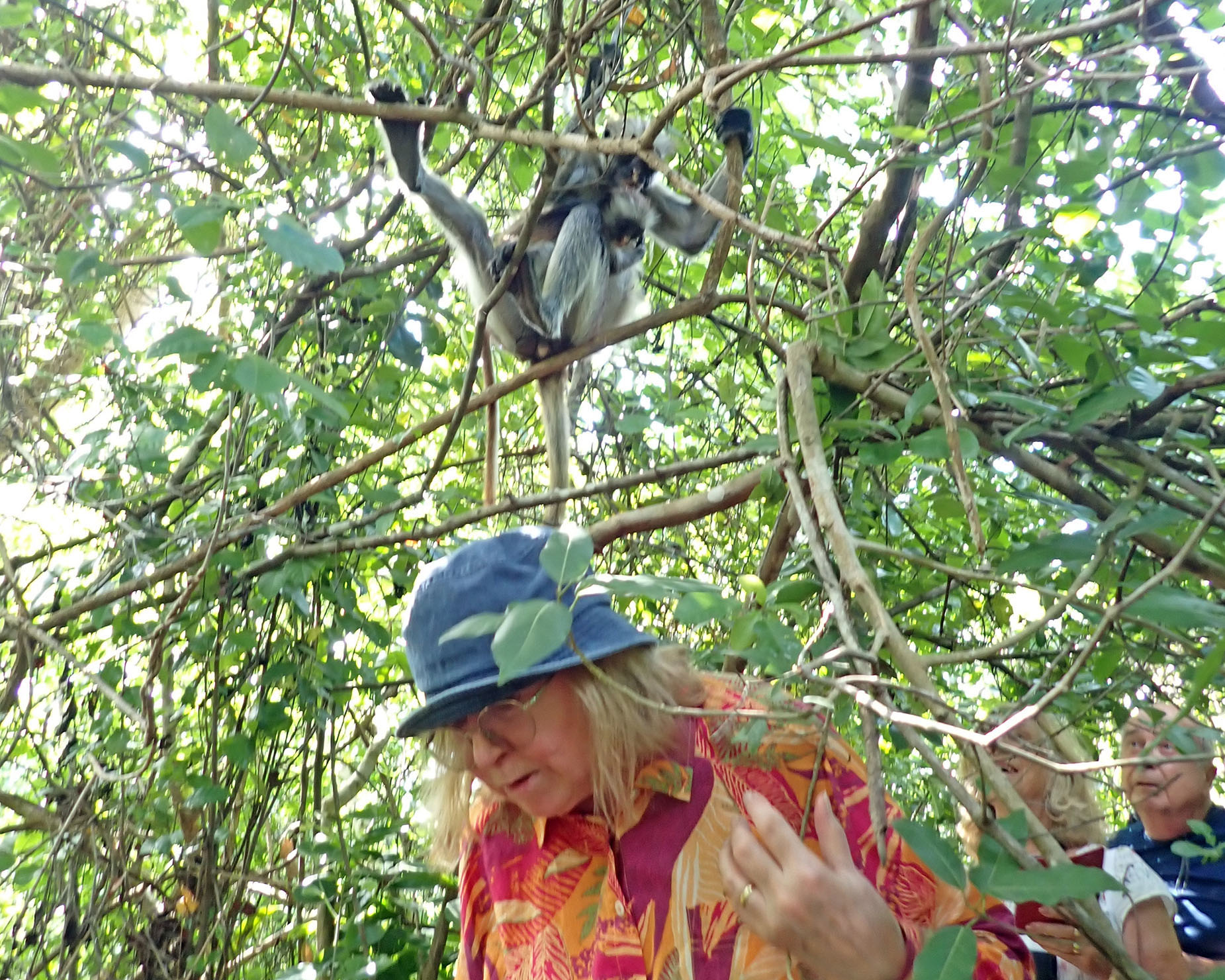 tourist-and-red-colobus-zanzibar-