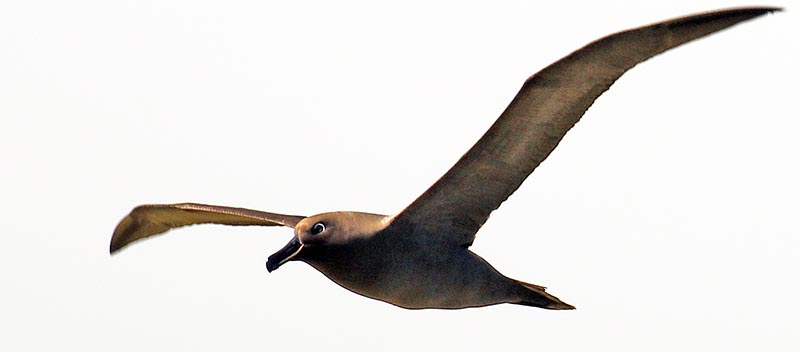 Sooty Albatross (image by Damon Ramsey)
