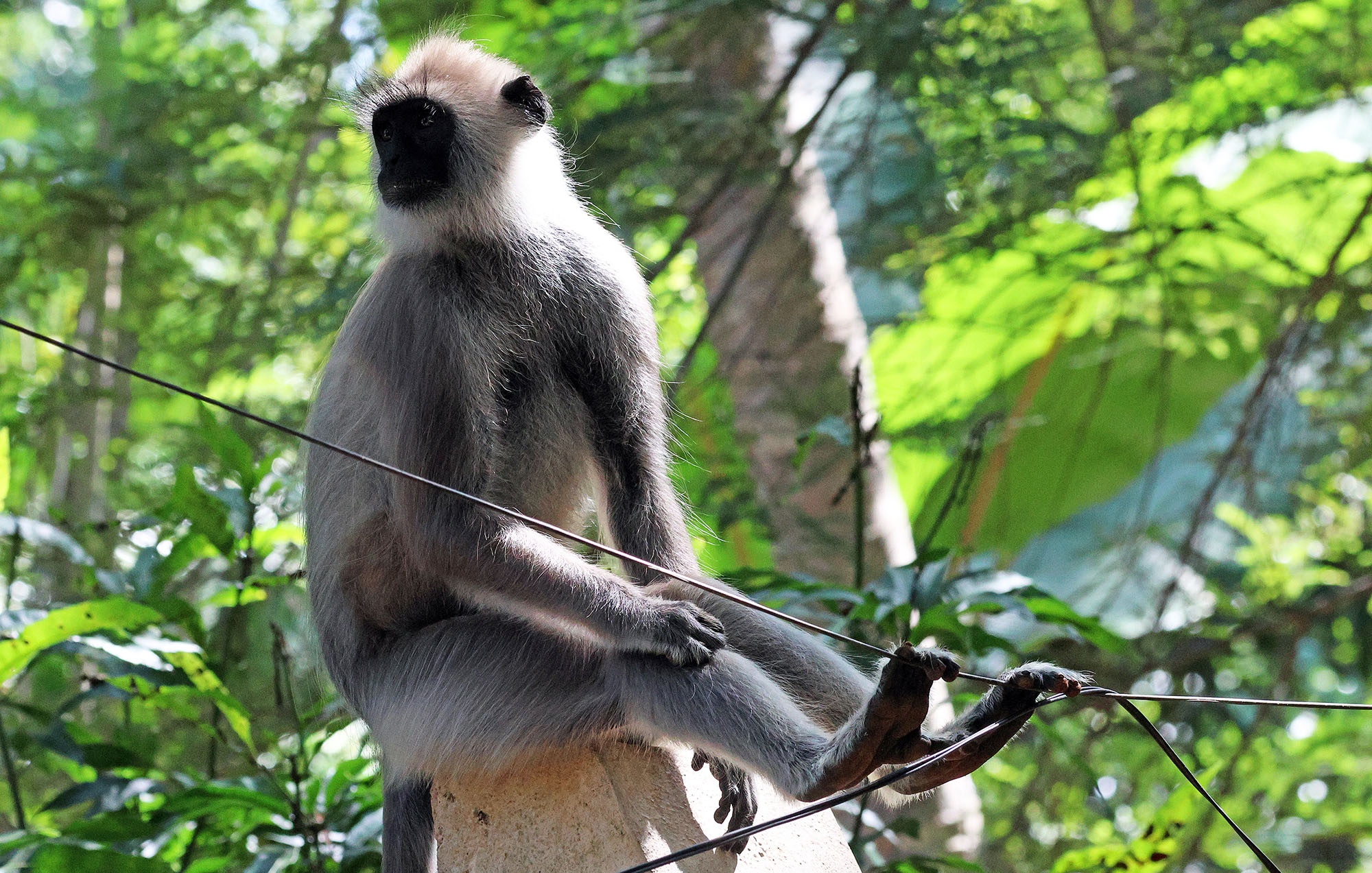 tufted-grey-langur-hotel-