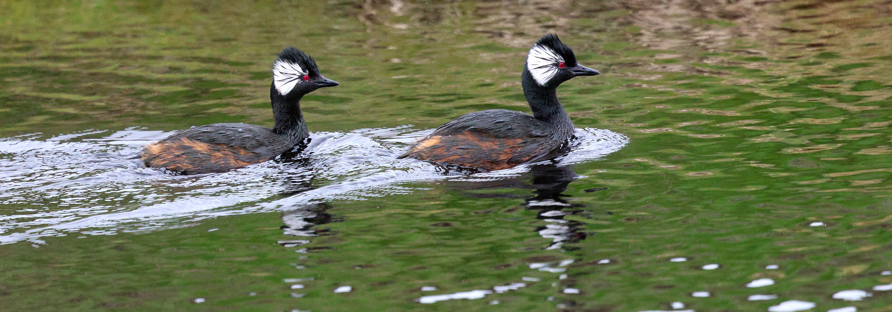 white-tufted-grebe-patagonia-