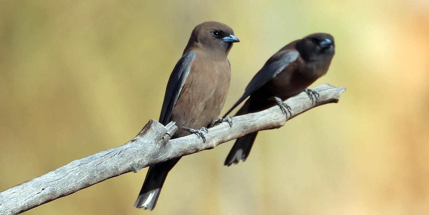 woodswallow-little-mt-isa