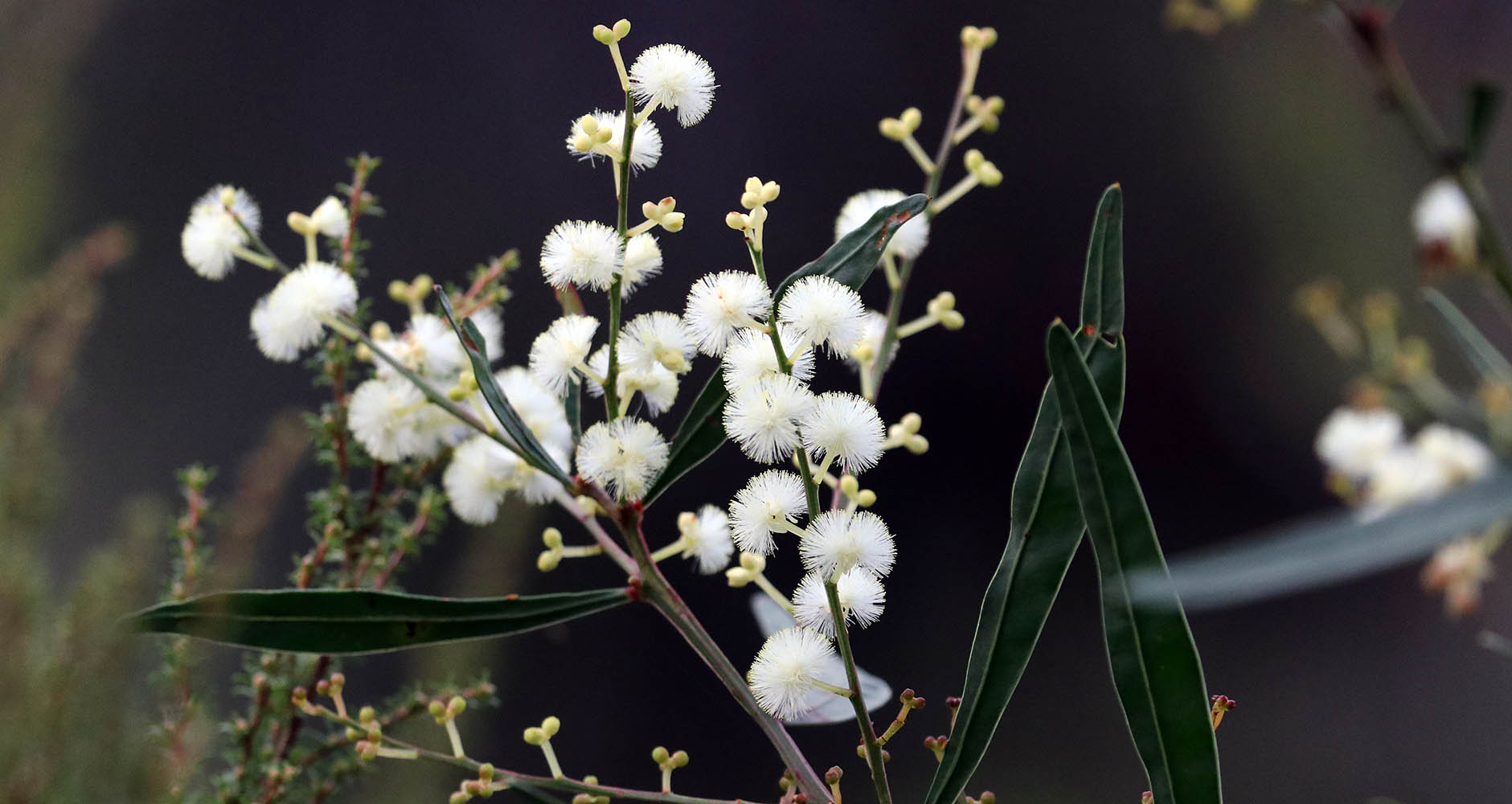 Acacia-willdenowiana-franklind-WA