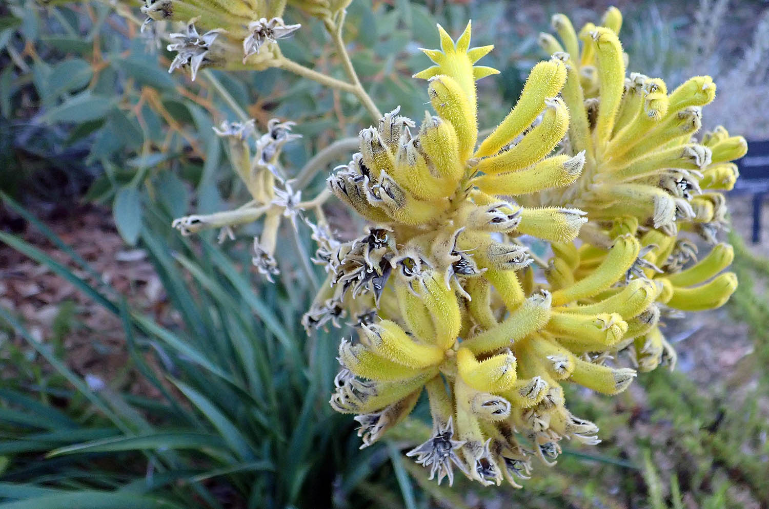 angiozanthos-flavidus-kings-park