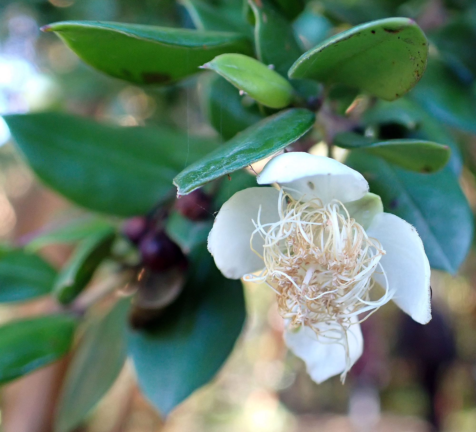 arrayan-flower-chile-