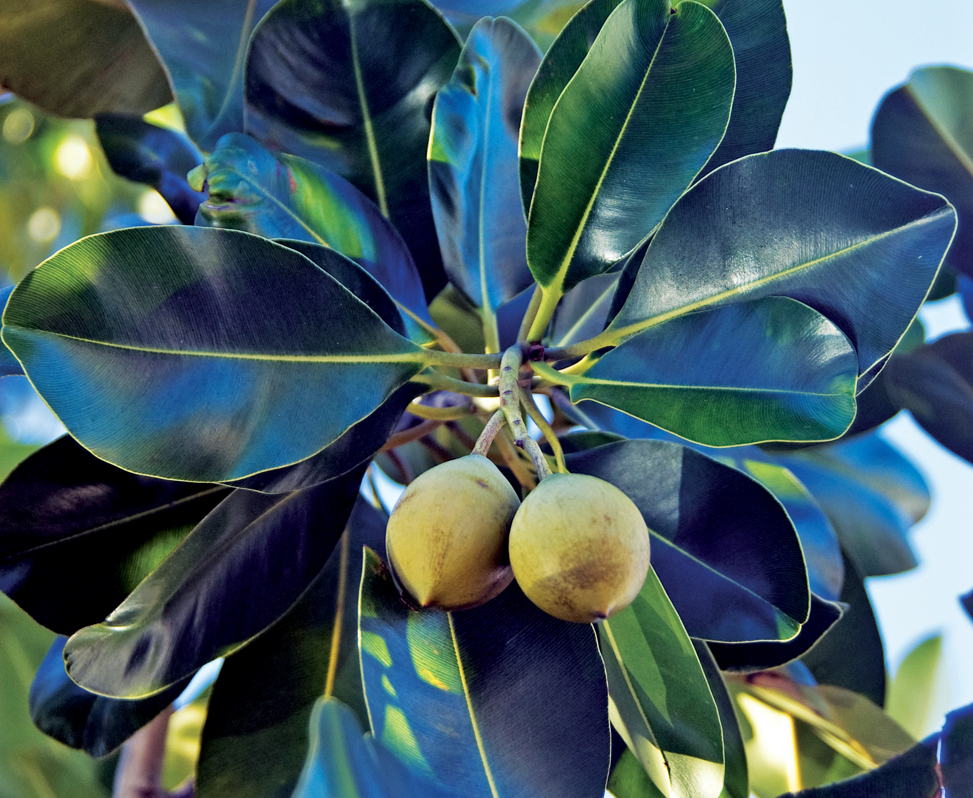 callophyllum-fruit-broome