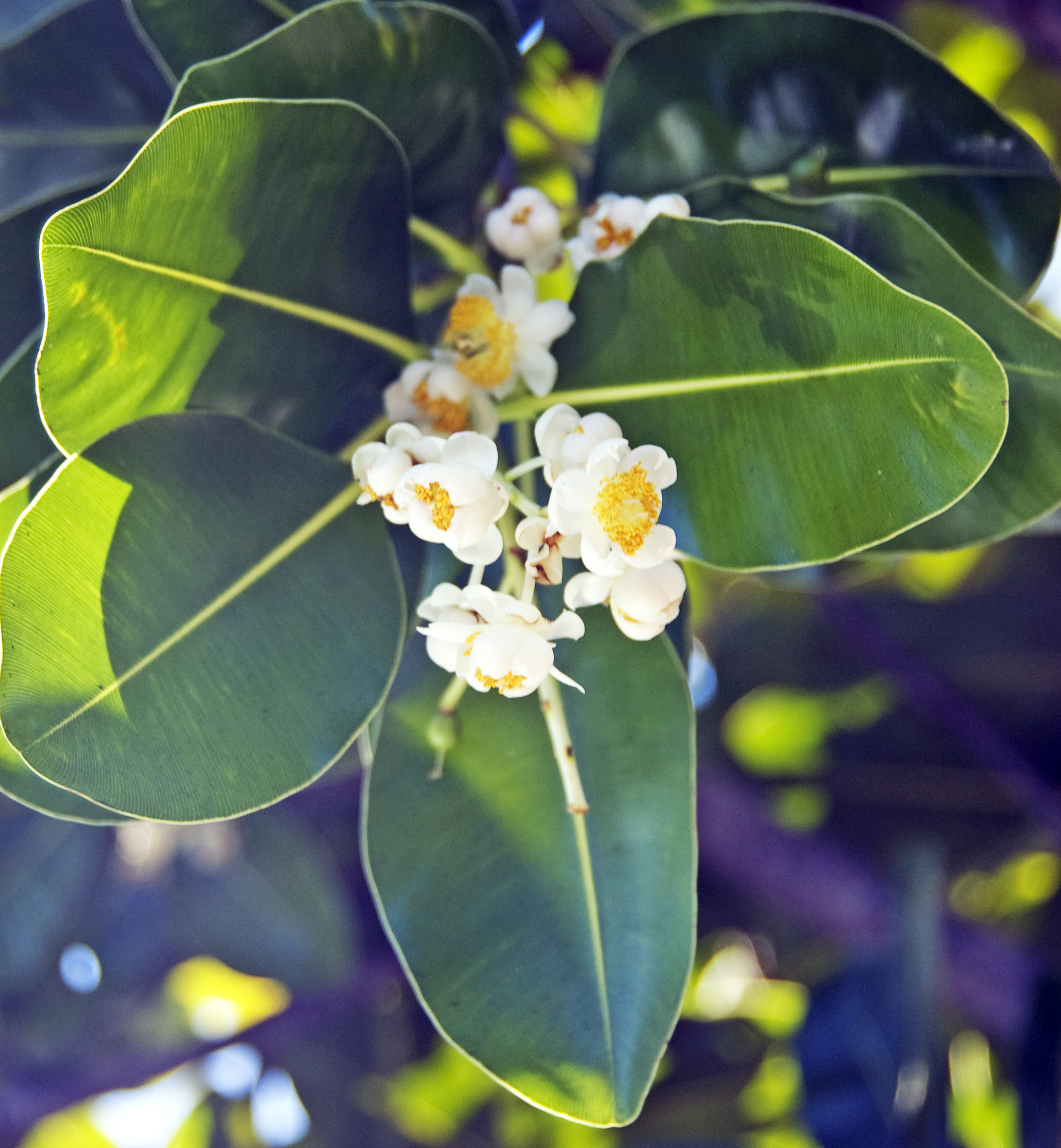 callophylum-flowers-broome