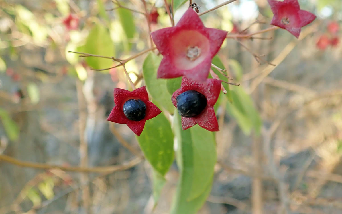 clerodendrum-floribundum-bladensberg