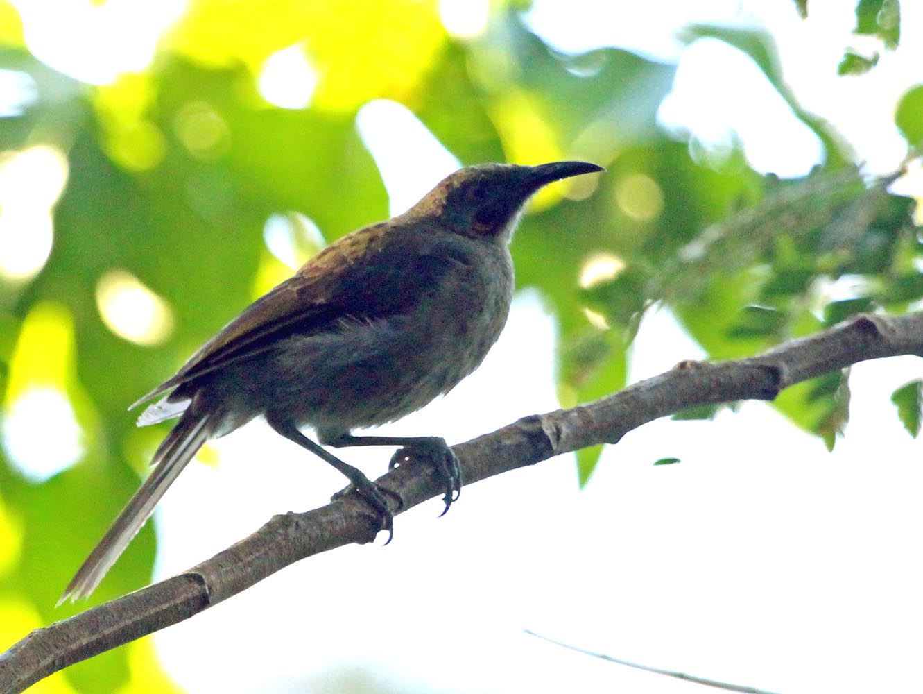 ColoISuvawattledHoneyeater