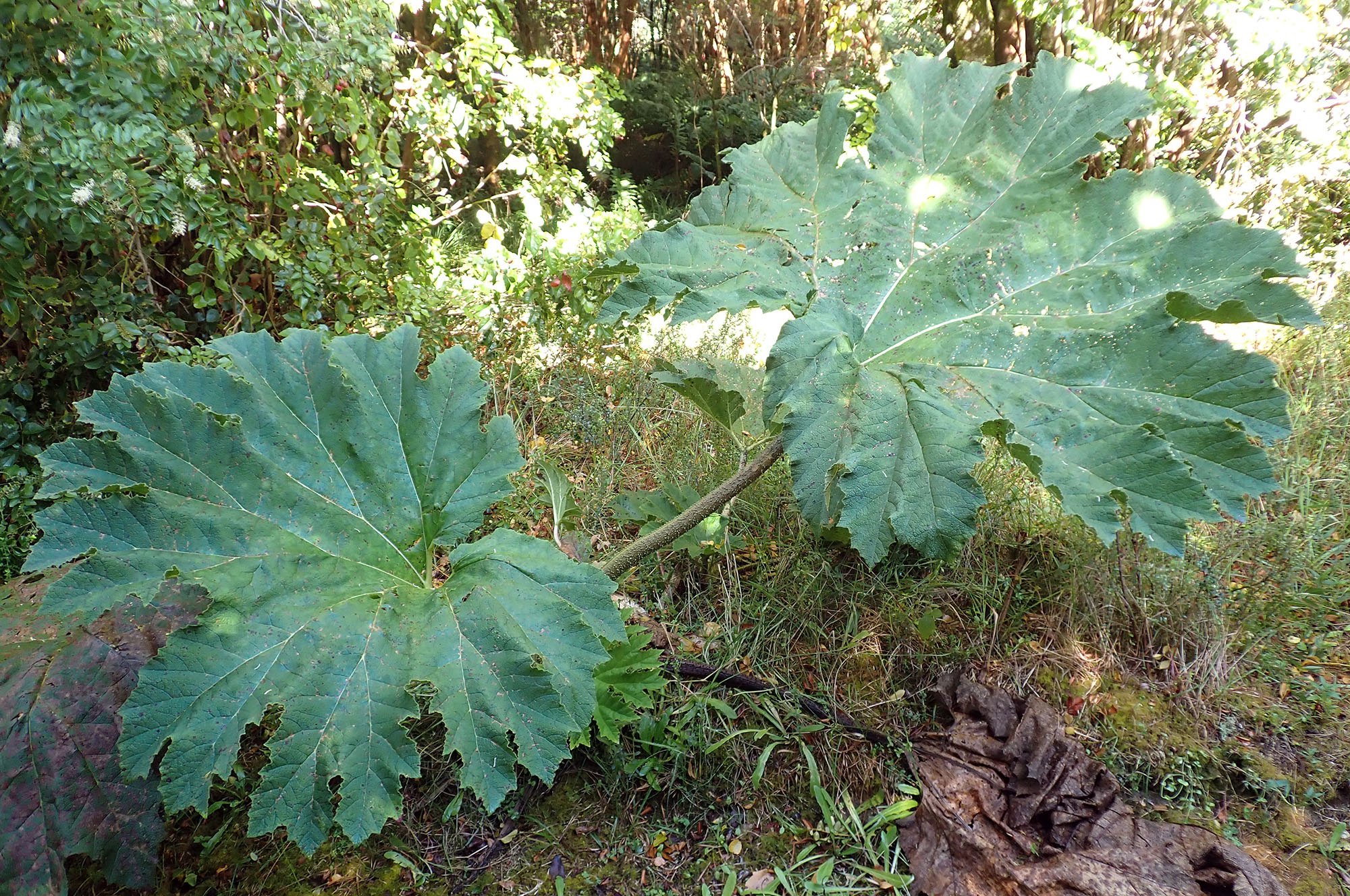 gunnera-tinctoria-chiloe-