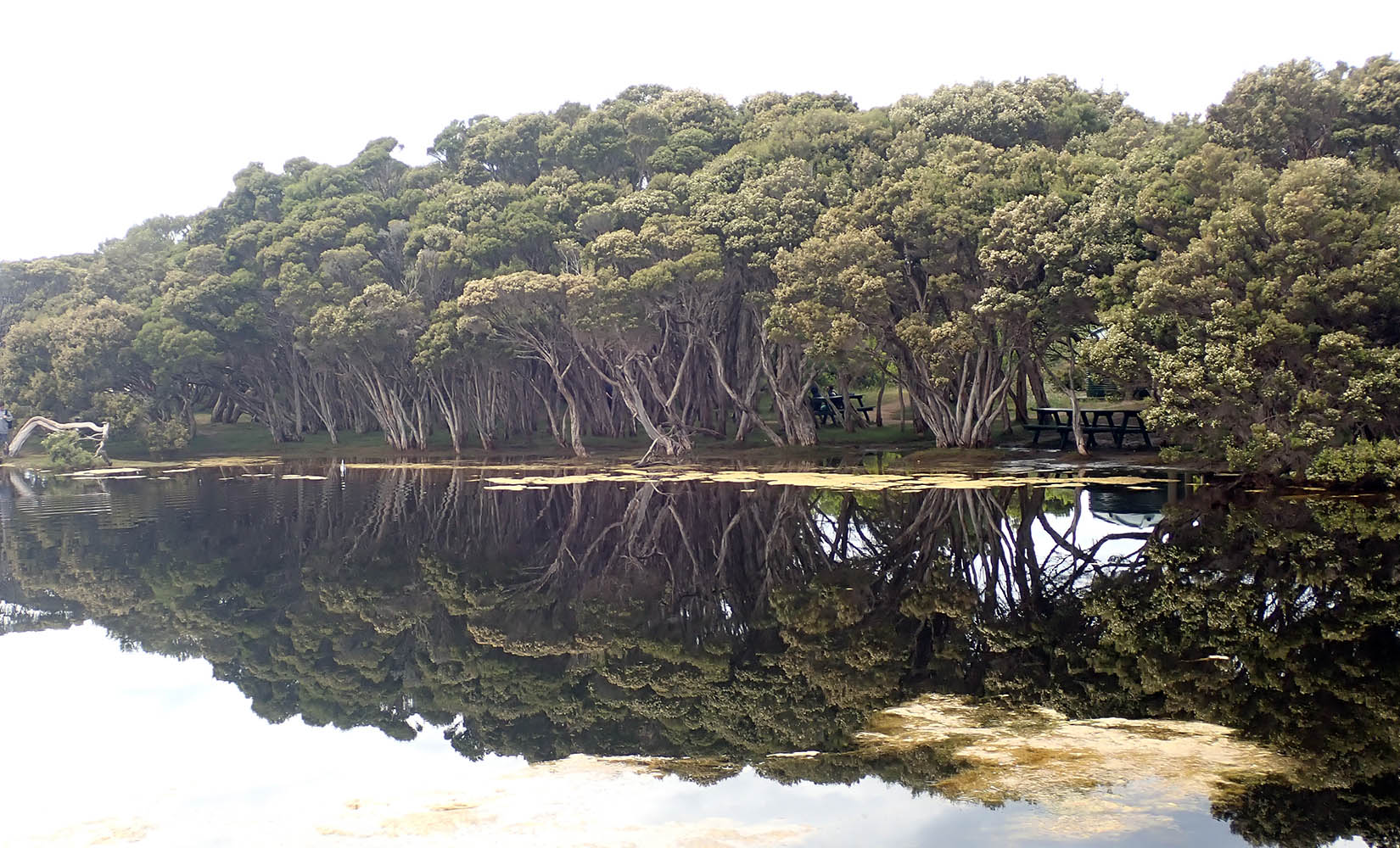 melaleuca-halmaturorum-kangaroo-island-trees-reflection