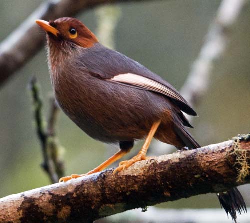 chestnut-capped laughing thrush, Mesilau