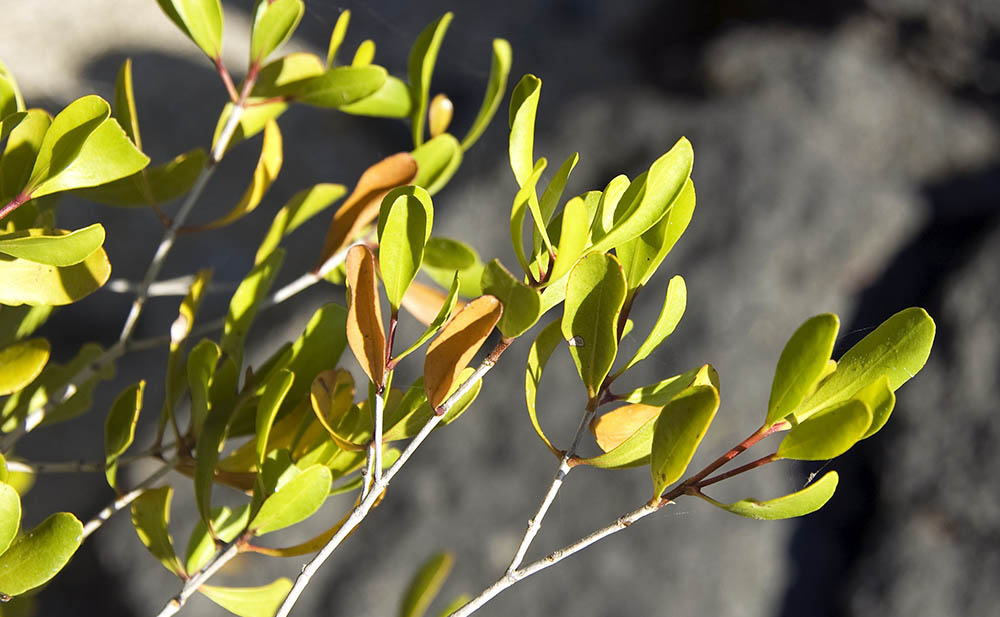 osbornia-myrtle-mangrove-kimberley