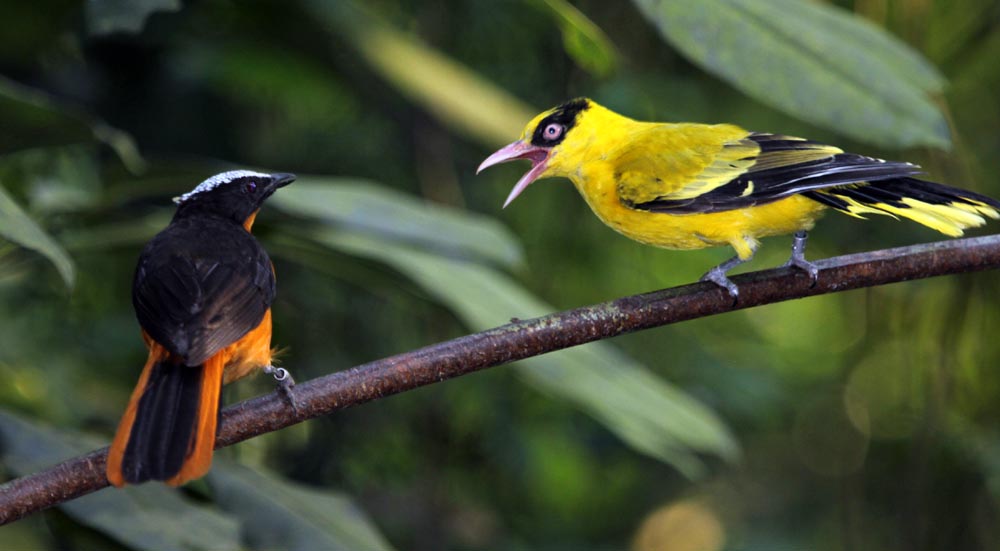 a Black-naped Oriole having a fight (Damon Ramsey, www.ecosystem-guides.com)