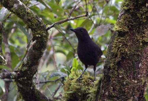 Bornean Whistling Thrush, Mesilau