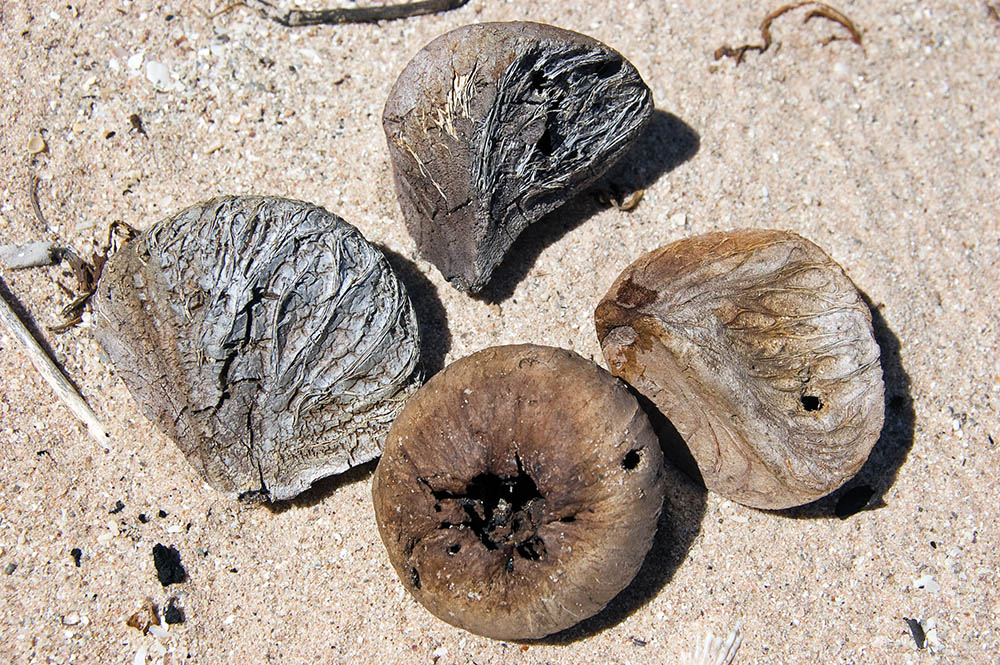 xylocarpus-bunch-fruits-kimberley